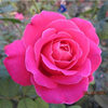国月品种大花月季花苗，粉和平花大浓浓的玫瑰香盆栽月季苗