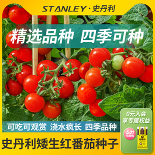 史丹利矮生小番茄种孑西红柿圣女果籽种四季蔬菜阳台盆栽水果种子