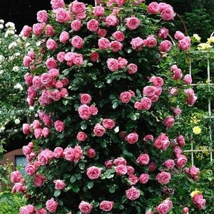 3颗5年蔷薇花苗多花本，藤月季庭院阳台爬藤玫瑰，苗四季开花盆栽植物