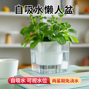 绿萝懒人花盆自动吸水花盆专用透明塑料一加仑水培，套盆家用防烂根
