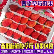 商用新鲜草莓现摘夏季酸甜草莓糖葫芦蛋糕装饰奶，茶店产地整箱