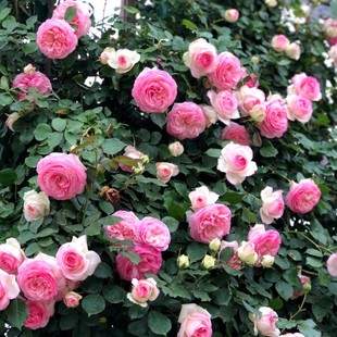粉色龙沙宝-爬墙藤本，月季花苗庭院爬藤阳台花卉蔷薇