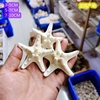 天然海螺贝壳馒头海星五指霸王海星地中海地台贴墙装饰品