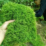 鲜活苔藓微景观diy创意，迷你植物青苔盆景，铺面鲜活养龟雨林缸绿植