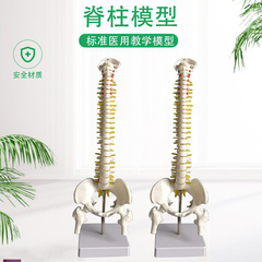 人体脊柱模型80CM成p人1 1比例自然大脊椎模型带颈椎胸椎尾椎盆