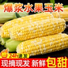 2024水果玉米新鲜10斤爆浆甜玉米现摘生吃嫩香糯玉米包谷蔬菜