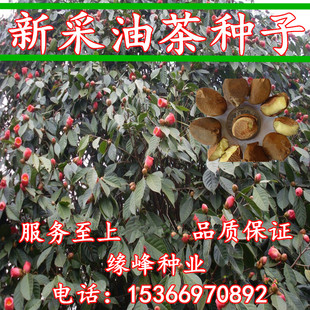 油茶种子大果红花油茶种子白花，油茶茶花山茶，茶树种子油茶树籽