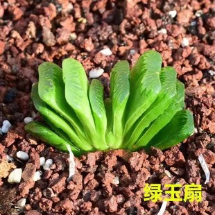 玉扇多肉植物带盆栽好花卉盆栽绿植办公室桌面好养活喜阴凉防辐射