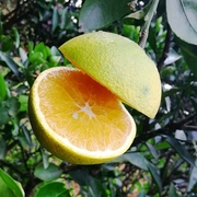云南冰糖橙新鲜当季水果清甜橙子 净重5斤中果