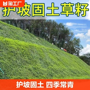 草坪草籽护坡固土四季常青黑麦草种子狗牙根矮生南方庭院开花工程