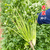 香菜种子耐热四季芫荽种籽露天基地用阳台蔬菜盆栽小菜园种植套装