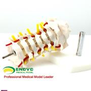 !颐诺人体颈椎颈动脉，模型颈椎模型人体骨骼，标本模型骨科模