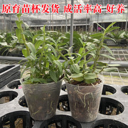 铁皮石斛苗盆栽花卉植物趣味，室内客厅兰花，种植可食用绿植盆景杯苗