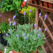 羽叶薰衣草盆栽花卉阳台，庭院多年生蓝紫色，唯美浪漫香草植物精油