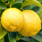 黄柠檬(黄柠檬)新鲜水果安岳柠檬重庆潼南柠檬，123级果皮薄多汁大小2都有
