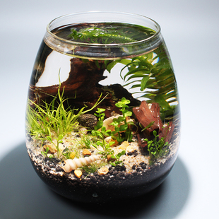 生态瓶自循环水草diy生态微景观玻璃瓶生态桌面鱼缸造景科学作业