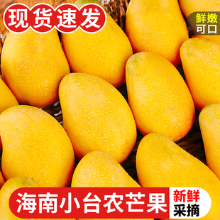 海南小台农芒果10斤新鲜小台芒当季特产水果现摘芒果大果整箱
