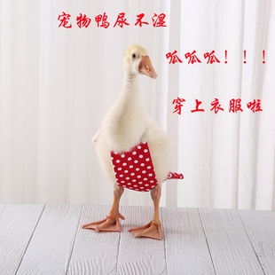 百变宠衣宠物柯尔鸭尿不湿鸭子，衣服鸡屎纸尿布，鹅鸭子尿片裤用品