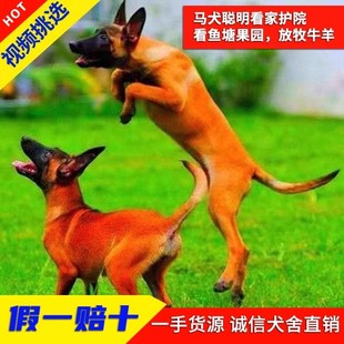 马犬幼犬纯种活体比利时科目马犬看家护院犬爆红黑红黄马犬宠物狗