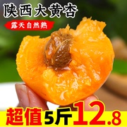 陕西金太阳大黄杏5斤应当季孕妇酸杏青杏子甜杏新鲜水果整箱3