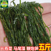 威海特产新鲜马尾藻，非干货长寿菜盐渍海菜，海草2500g