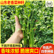 山东老香菜种籽大芫荽种小叶香菜种子四季阳台种菜室内盆栽香菜籽