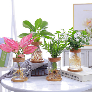 桌面创意水培植物玻璃花瓶，透明简约水，生养植物绿萝容器桌面插花瓶