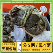 阳澄湖镇10只大闸蟹水产鲜活特大新鲜螃蟹，公5.0两母4.0两可选全母
