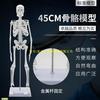 人体骨骼模型45cm骨架模型，人体e脊柱模型脊椎，模型骨.骼骷髅模型