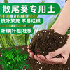 养散尾葵专用土营养土养花专用通用土壤肥料凤尾葵土培养土种植土