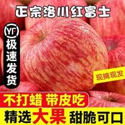 陕西红富士苹果9斤新鲜水果苹果脆甜冰糖心丑苹果整箱5斤时