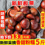 农家新鲜栗子生板栗毛栗子蔬菜，板粟新鲜大粒板栗，油栗糯甜净重5斤