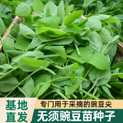 无须豌豆尖种子籽尖春四季播高产菜种子豌豆苗，大全蔬菜种孑荷兰豆