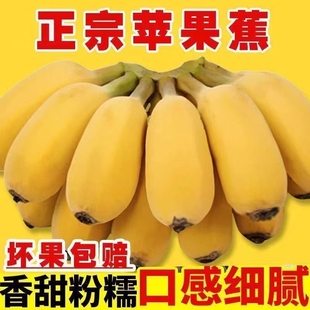 广西正宗苹果蕉香蕉，新鲜9斤自然熟当季整箱水果粉蕉小米芭蕉入口