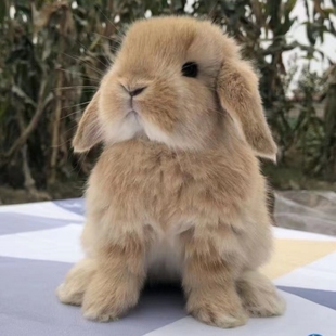 垂耳兔小型宠物兔子活物迷你兔，荷兰活体猫猫兔侏儒兔茶杯兔宿舍