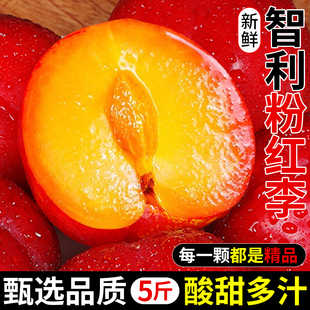 智利粉红李珠宝李5斤樱桃李子新鲜水果当季进口红布林鸡心李