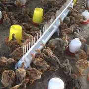 养鸡网的鸡自动喝水器新型鸡鸭鹅自动饮水器鸡用饮水槽养鸡喝水槽