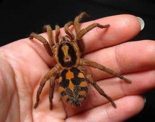 哥伦比亚大南瓜 活体巨形宠物毛蜘蛛活体异宠个性另类宠物
