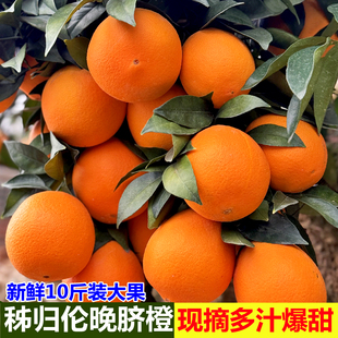 现摘伦晚脐橙秭归新鲜水果，10斤整箱橙子宜昌春橙果园，赣正宗南甜橙
