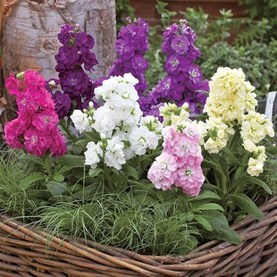 矮生盆栽进口紫罗兰种子花籽花种 TAKII和谐系列 阳台庭院花卉