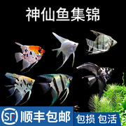 神仙鱼 燕鱼