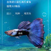 台湾进口蓝礼服孔雀鱼，稀有大c缎带淡水小型热带鱼凤尾鱼