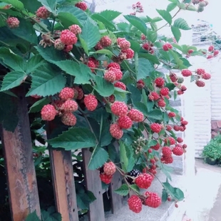 树莓苗“三冠王黑莓”黑莓苗无刺藤树莓，苗色泽鲜亮个头大阳台水果