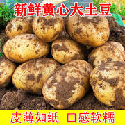 2020年土豆10斤马铃薯大洋芋新鲜现挖黄皮黄(黄皮黄)心大土豆农家蔬菜