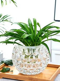水培器皿创意玻璃花盆水养，植物瓶透明花器绿萝铜钱草花瓶圆形容器