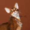 两短一长埃及01原创宠物饰品串珠，编织皮绳高级项圈猫项链民族