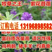 牧草种子南方北方紫花苜蓿种子草籽养羊牛兔耐寒耐旱耐热