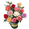 云南嫁接多色七彩玫瑰，花苗四季开花浓香型，室内外绿植花芬