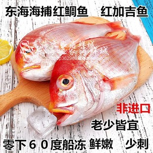 2斤深海加吉鱼新鲜红鲷鱼鲜活冷冻铜盆鱼海鲜水产品东海整条少刺