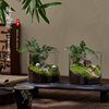趣味鲜活苔藓微型景观创意室内桌面生态绿植盆栽，盆景懒人好养植物